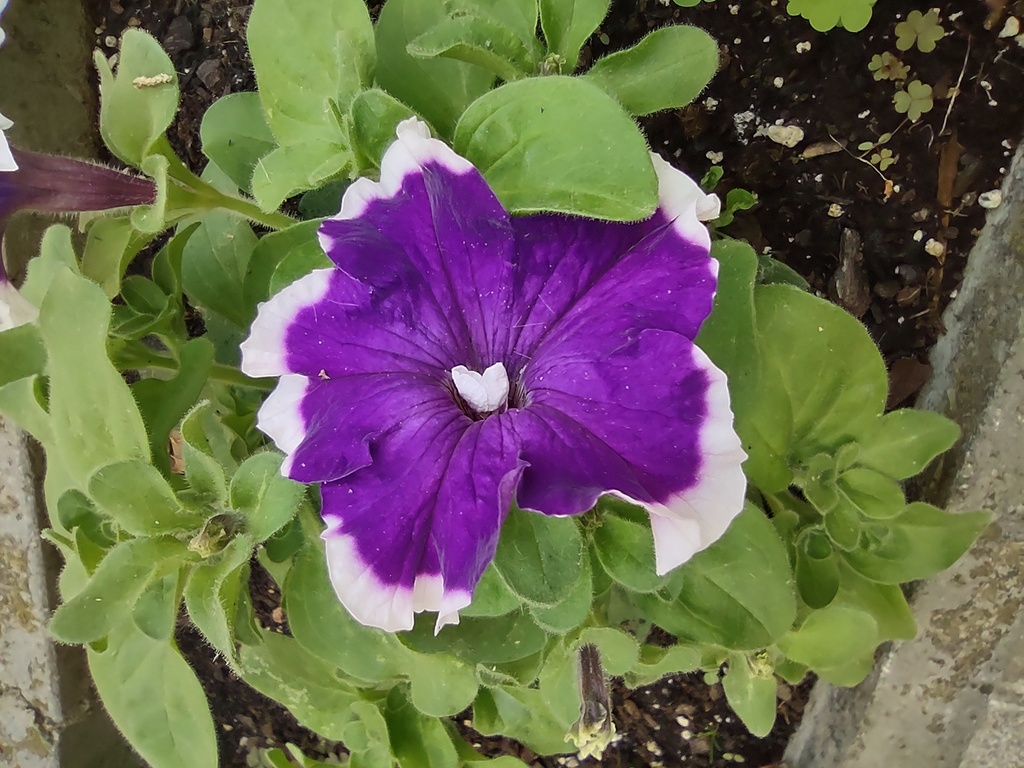 No s'ha trobat l'arxiu